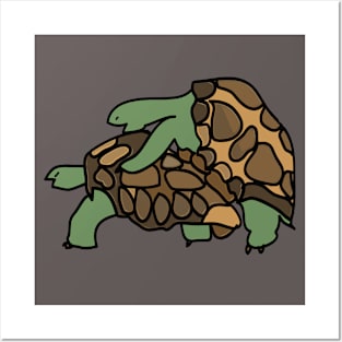 Turtle Galapagos mate love mating Posters and Art